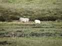 20100804q schapen tussen drogende turf